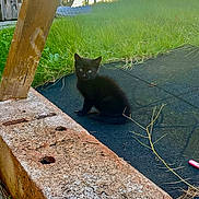 Berlioz a rejoint le concours — aidez-le/la à gagner de superbes lots ! animal, black_cat, curious, daylight, feline, grass, greenery, kitten, nature, outdoor, pet, playful, quiet, shadow, sitting, small, stone, texture, wood, young