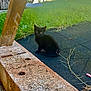 animal, black_cat, curious, daylight, feline, grass, greenery, kitten, nature, outdoor, pet, playful, quiet, shadow, sitting, small, stone, texture, wood, young