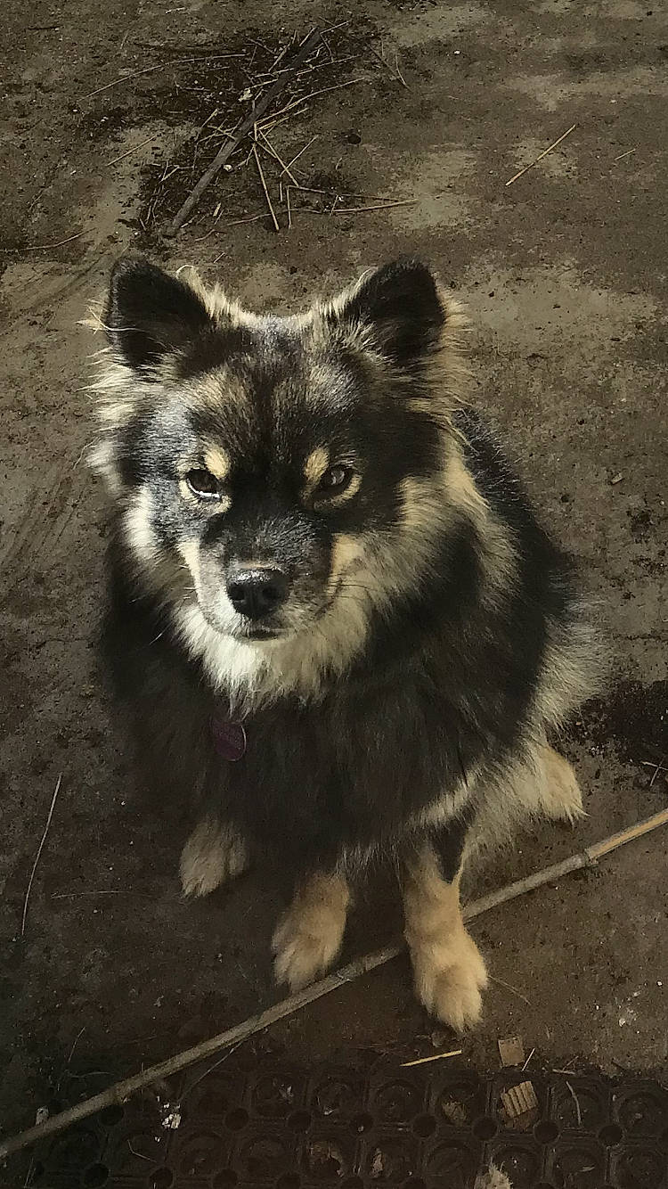 Samba a rejoint le concours — aidez-le/la à gagner de superbes lots ! ancient_dog_breeds, art, canidae, canis, carnivore, companion_dog, darkness, dog, dog_breed, fawn, flash_photography, fur, monochrome, monochrome_photography, puppy, sitting, sporting_group, terrestrial_animal, whiskers, working_dog