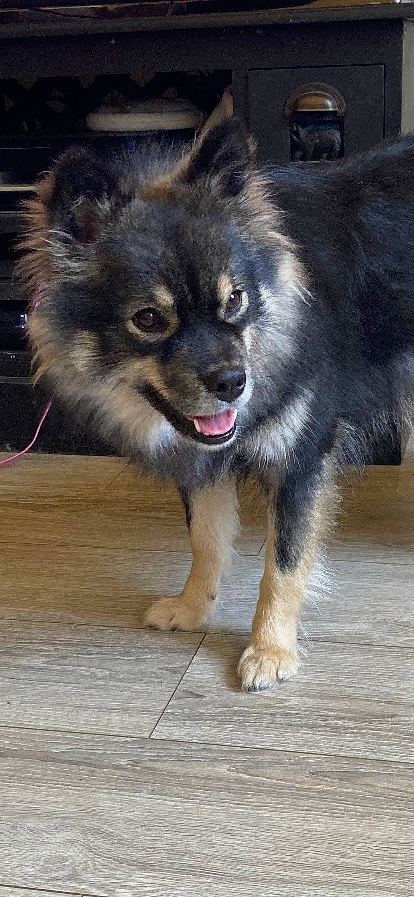 Samba a rejoint le concours — aidez-le/la à gagner de superbes lots ! ancient_dog_breeds, canidae, carnivore, companion_dog, dog, dog_breed, fur, herding_dog, non_sporting_group, plank, puppy, snout, sporting_group, terrestrial_animal, toy_dog, whiskers, wood, working_animal, working_dog