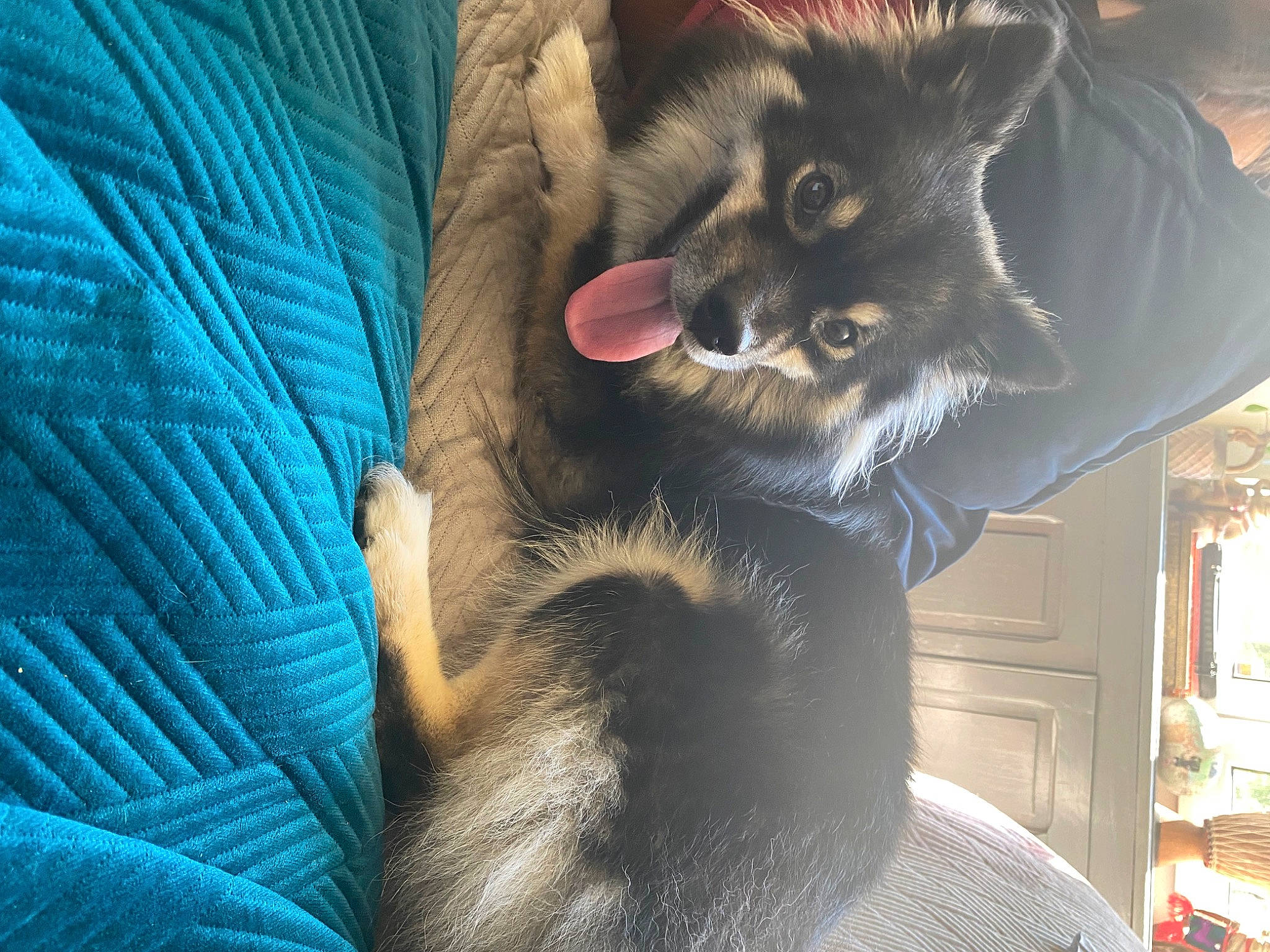 Samba a rejoint le concours — aidez-le/la à gagner de superbes lots ! carnivore, cat, claw, comfort, companion_dog, dog_breed, domestic_short_haired_cat, ear, electric_blue, fang, fawn, felidae, fur, gesture, jaw, paw, small_to_medium_sized_cats, snout, tail, whiskers