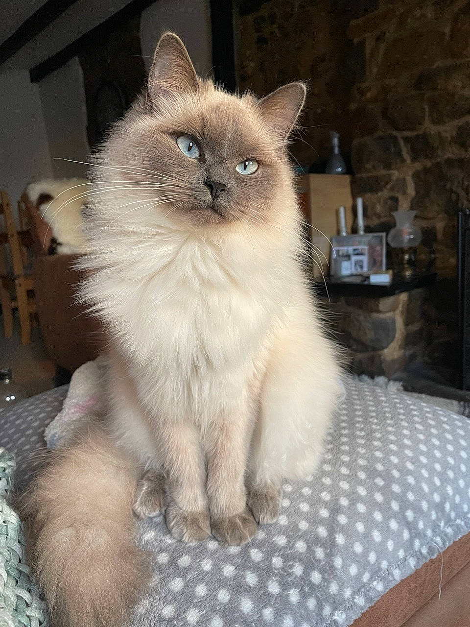 Esmé is registered to the contest to win money with this photo: birman, british_longhair, carnivore, cat, claw, event, fawn, felidae, fur, ragdoll, siamese, sitting, small_to_medium_sized_cats, snout, table, tail, terrestrial_animal, whiskers