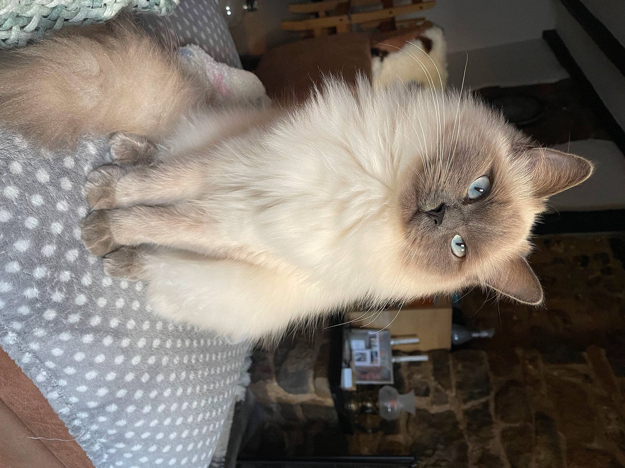 Esmé joined the competition — help win amazing prizes! balinese, birman, british_longhair, carnivore, cat, claw, companion_dog, fawn, felidae, fur, paw, ragdoll, siamese, small_to_medium_sized_cats, snout, tail, thai, whiskers