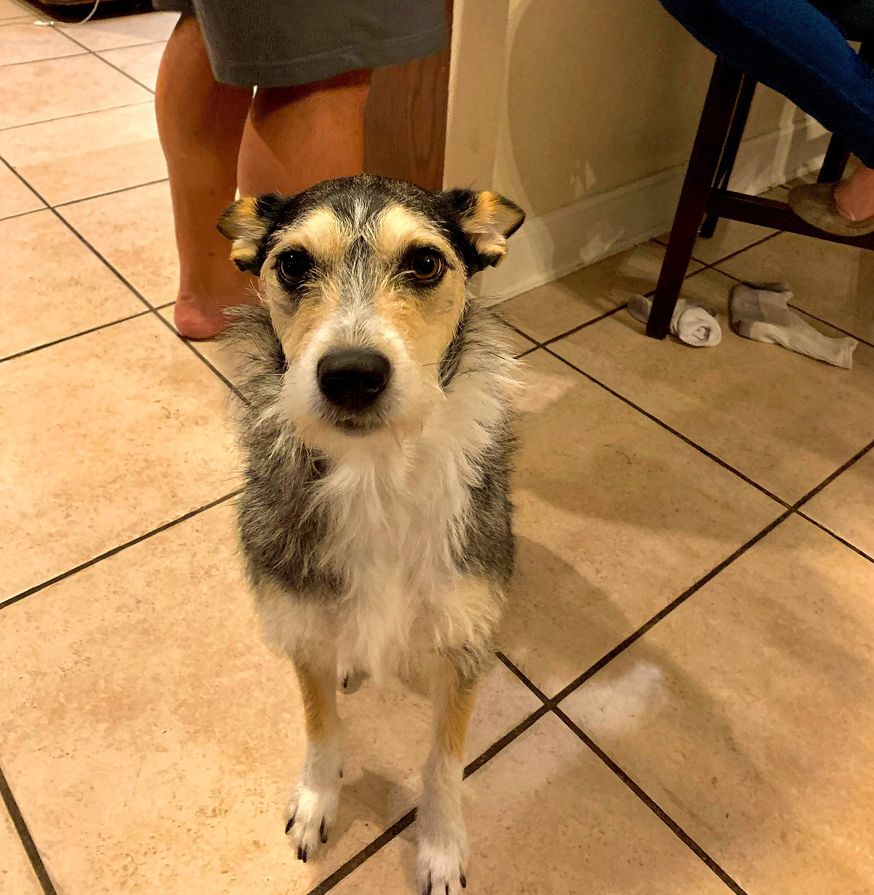 Valentine is registered to the contest to win money with this photo: canidae, carnivore, companion_dog, dog, dog_breed, flooring, mammal, puppy, rare_breed_dog, russell_terrier, snout, sporting_group, terrier, vertebrate, whiskers