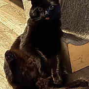 Gremlin joined the competition — help win amazing prizes! black_cat, cat, pet, feline, indoor, cat_tree, wood_floor, curious, tongue_out, fluffy, relaxed, animal, mammal, whiskers, ears, paw, tail, texture, sunlight, shadow