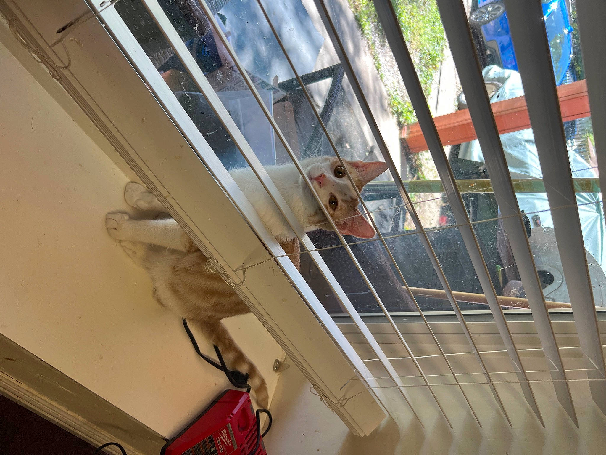 Asher joined the competition — help win amazing prizes! aluminium, bag, baluster, beam, building, building_material, ceiling, composite_material, daylighting, fixture, glass, handrail, hardwood, luggage_and_bags, metal, sash_window, shade, steel, window, wood