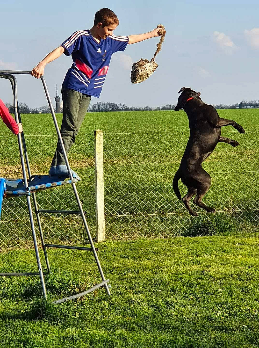 Noly a rejoint le concours — aidez-le/la à gagner de superbes lots ! animal_sports, canidae, dog, dog_agility, dog_breed, dog_sports, jumping, obedience_training, recreation, sporting_group, sports