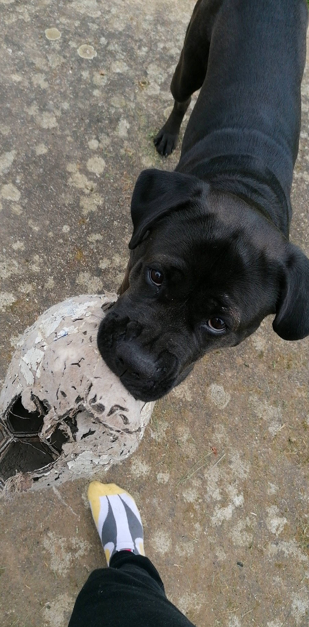 Noly participe au concours pour gagner de l'argent avec cette photo : ball, cane_corso, canidae, carnivore, dog, dog_breed, fawn, guard_dog, non_sporting_group, pointer, puppy, snout, sporting_group, working_dog