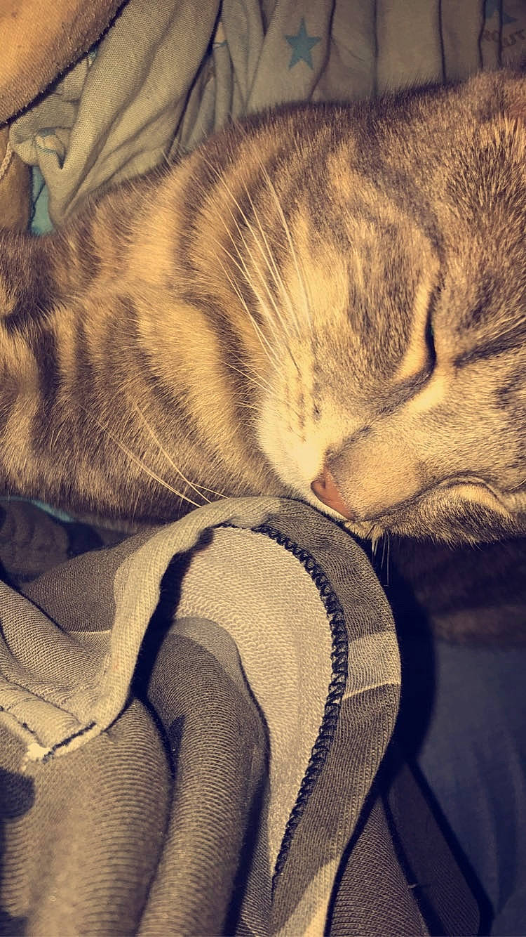 Pompom participe au concours pour gagner de l'argent avec cette photo : american_shorthair, carnivore, cat, cloud, domestic_short_haired_cat, ear, european_shorthair, eye, fawn, felidae, fur, kitten, nap, paw, sky, sleep, small_to_medium_sized_cats, tabby_cat, tail, whiskers