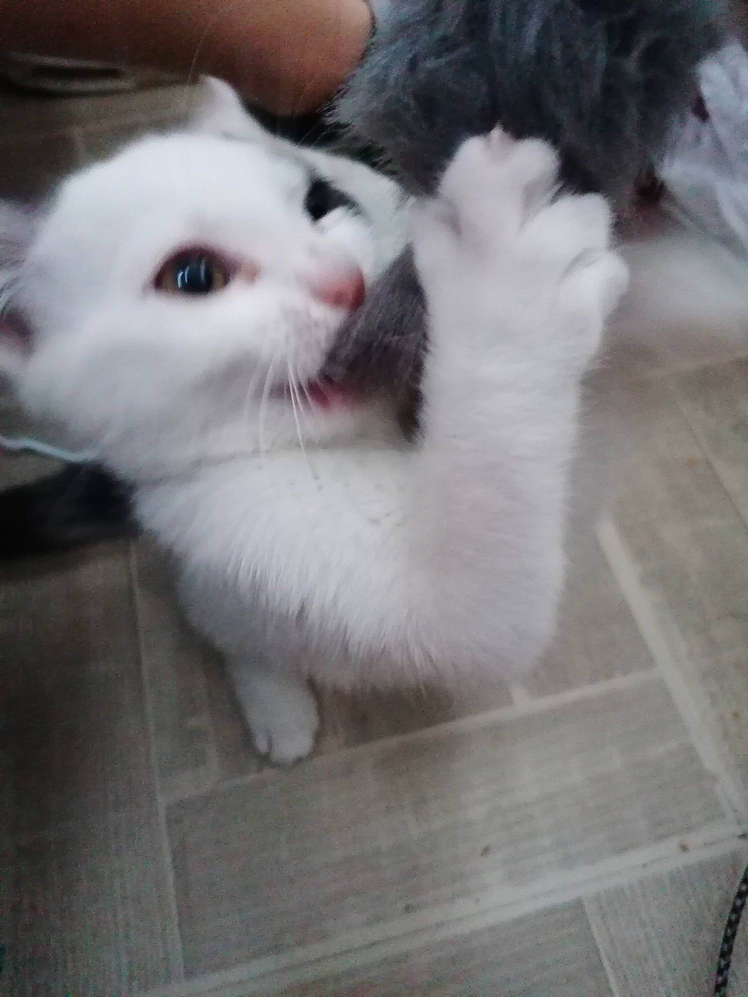 Ruby participe au concours pour gagner de l'argent avec cette photo : aegean_cat, american_curl, carnivore, cat, domestic_long_haired_cat, felidae, fur, khao_manee, kitten, mammal, munchkin, norwegian_forest_cat, nose, paw, polydactyl_cat, small_to_medium_sized_cats, turkish_angora, turkish_van, vertebrate, whiskers