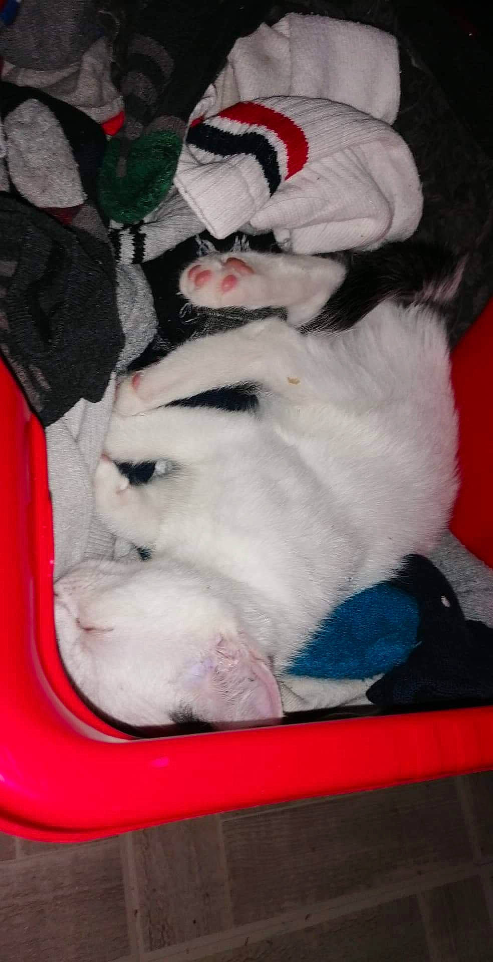 Ruby participe au concours pour gagner de l'argent avec cette photo : canidae, carnivore, cat, felidae, fur, kitten, paw, small_to_medium_sized_cats, tail, whiskers