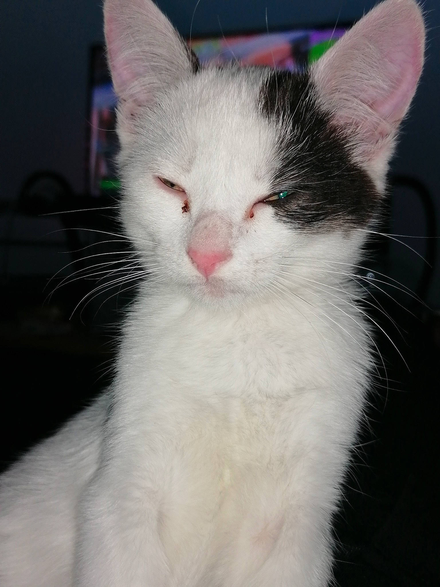 Ruby a rejoint le concours — aidez-le/la à gagner de superbes lots ! aegean_cat, american_wirehair, carnivore, cat, domestic_short_haired_cat, ear, eye, felidae, fur, khao_manee, kitten, mammal, nose, ojos_azules, small_to_medium_sized_cats, snout, turkish_angora, turkish_van, vertebrate, whiskers