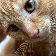Wotsit is registered to the contest to win money with this photo: cat, orange_tabby, whiskers, close_up, fur, eyes, pet, animal, curious, soft, cute, mammal, face, nose, indoor, domestic, feline, portrait, young, friendly