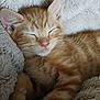Wotsit joined the competition — help win amazing prizes! kitten, cat, sleeping, ginger, fur, cute, pet, animal, cozy, blanket, soft, relaxation, whiskers, closeup, nap, feline, domestic_cat, young, resting, comfort