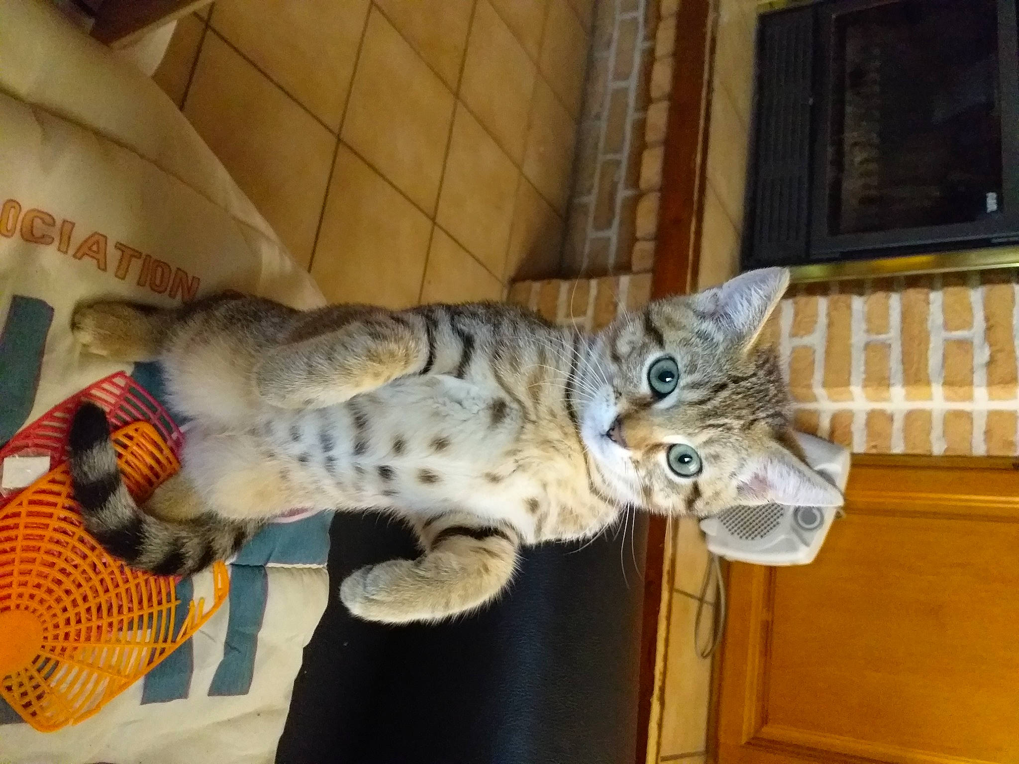 Muguet a rejoint le concours — aidez-le/la à gagner de superbes lots ! carnivore, cat, cat_supply, domestic_short_haired_cat, felidae, fur, pattern, room, sculpture, small_to_medium_sized_cats, snout, tail, terrestrial_animal, whiskers, window, wood