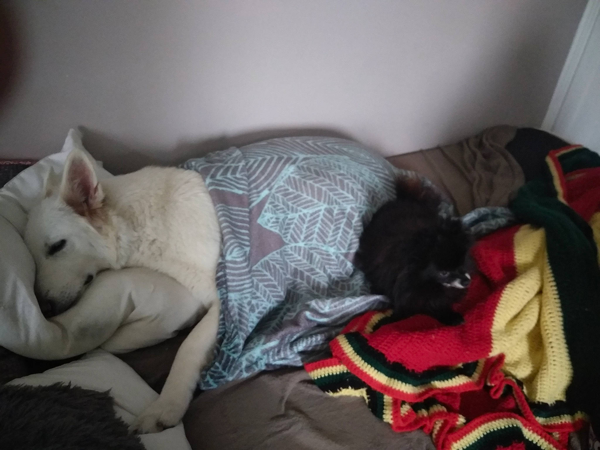 Brook a rejoint le concours — aidez-le/la à gagner de superbes lots ! asian, canidae, carnivore, cat, comfort, fawn, felidae, fur, kitten, mammal, nap, sleep, small_to_medium_sized_cats, tail, whiskers