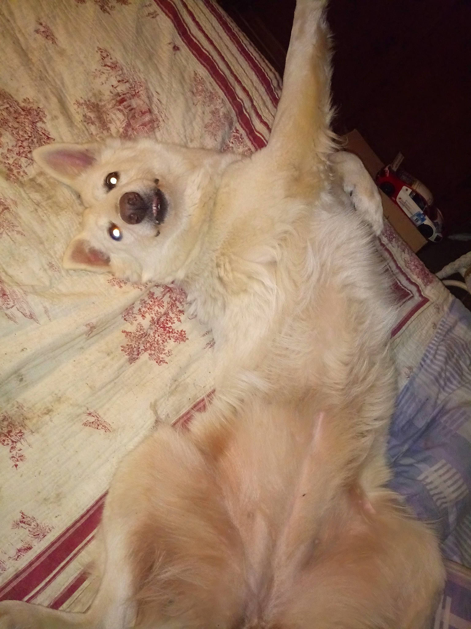 Brook a rejoint le concours — aidez-le/la à gagner de superbes lots ! canidae, carnivore, companion_dog, dog, dog_breed, fawn, fur, golden_retriever, mammal, pomeranian, puppy, rare_breed_dog, retriever, sporting_group, tail, toy_dog, vertebrate, whiskers