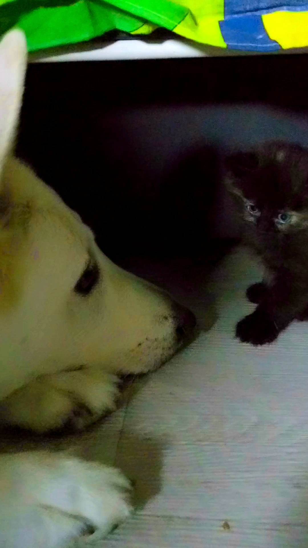 Brook participe au concours pour gagner de l'argent avec cette photo : alaskan_malamute, berger_blanc_suisse, canidae, carnivore, dog, dog_breed, japanese_spitz, mammal, mouth, non_sporting_group, nose, puppy, samoyed, siberian_husky, skin, sporting_group, white_shepherd