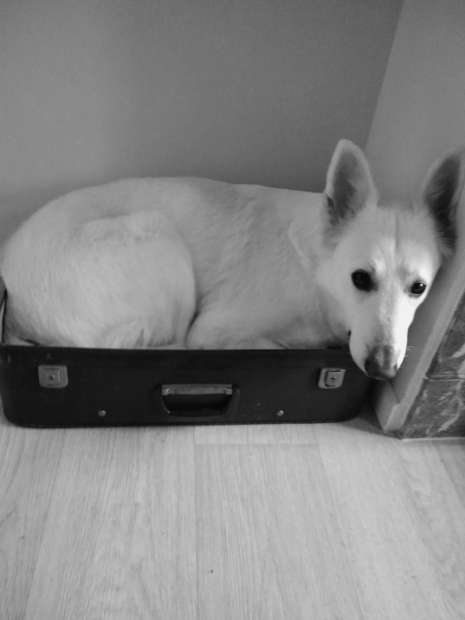 Brook participe au concours pour gagner de l'argent avec cette photo : berger_blanc_suisse, canaan_dog, canidae, carnivore, dog, dog_breed, kishu, korean_jindo_dog, mammal, non_sporting_group, norwegian_buhund, vertebrate, white_shepherd