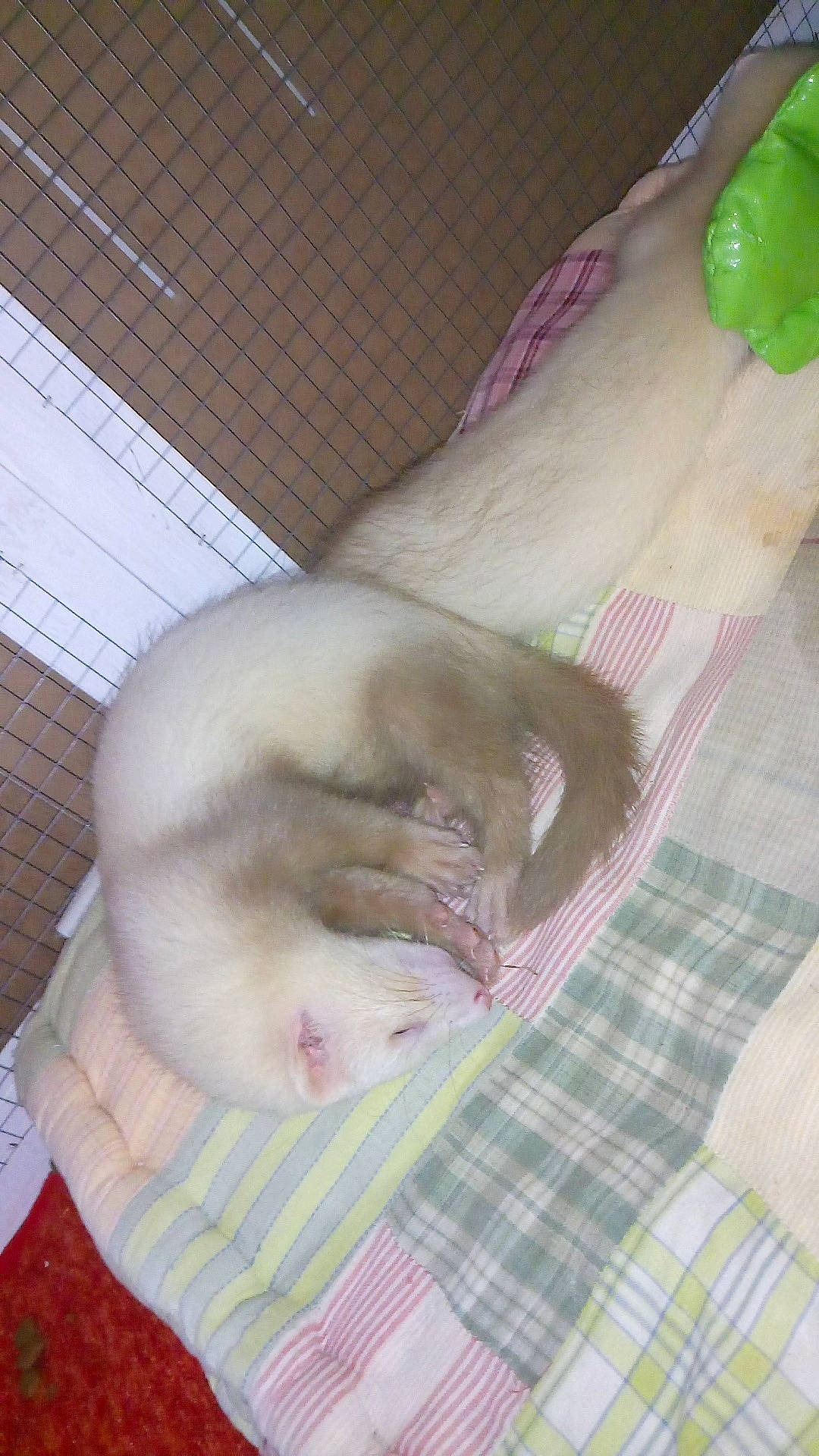 Simba a rejoint le concours — aidez-le/la à gagner de superbes lots ! carnivore, cat, fawn, felidae, mustelidae, nap, whiskers