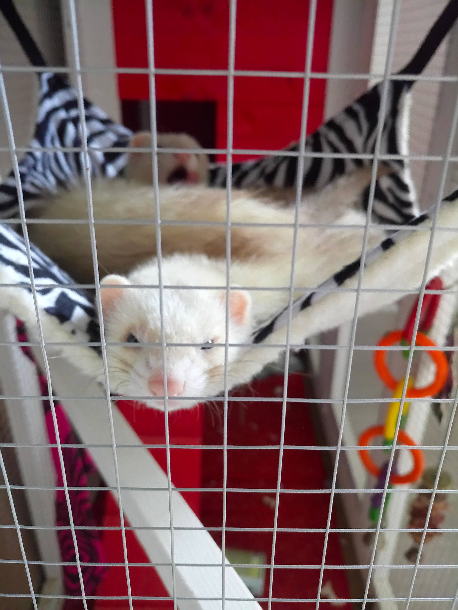 Simba participe au concours pour gagner de l'argent avec cette photo : animal_shelter, cage, canidae, carnivore, cat, fawn, felidae, kitten, small_to_medium_sized_cats, whiskers