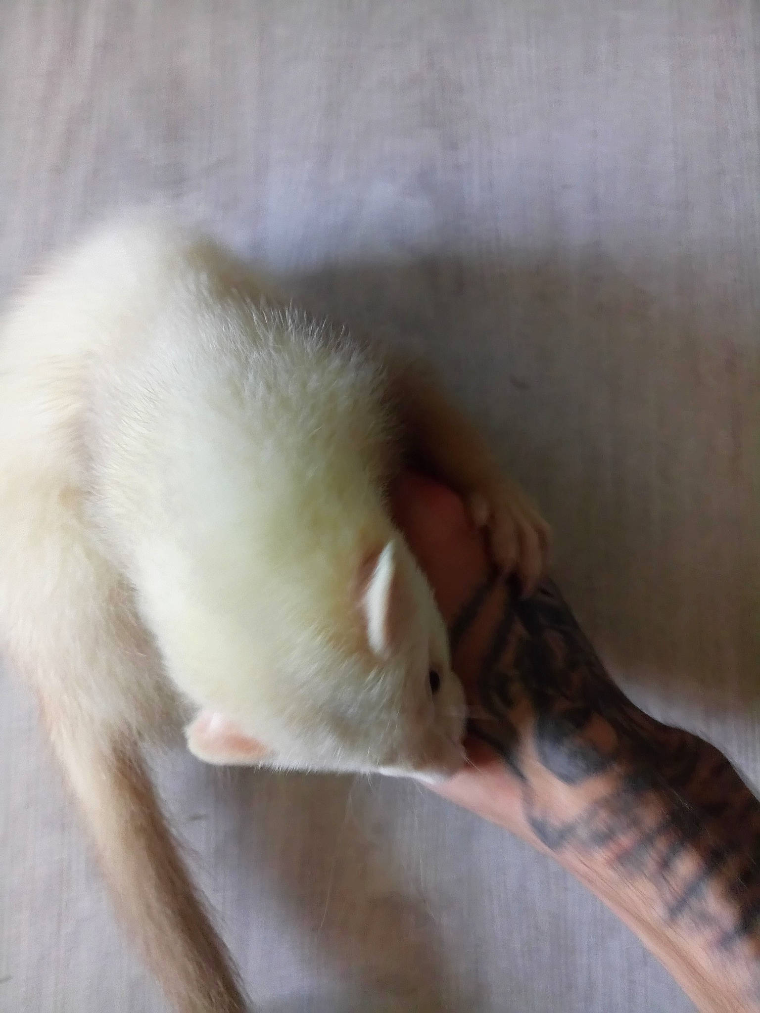 Simba a rejoint le concours — aidez-le/la à gagner de superbes lots ! fawn, marsupial, muridae, rat, tail