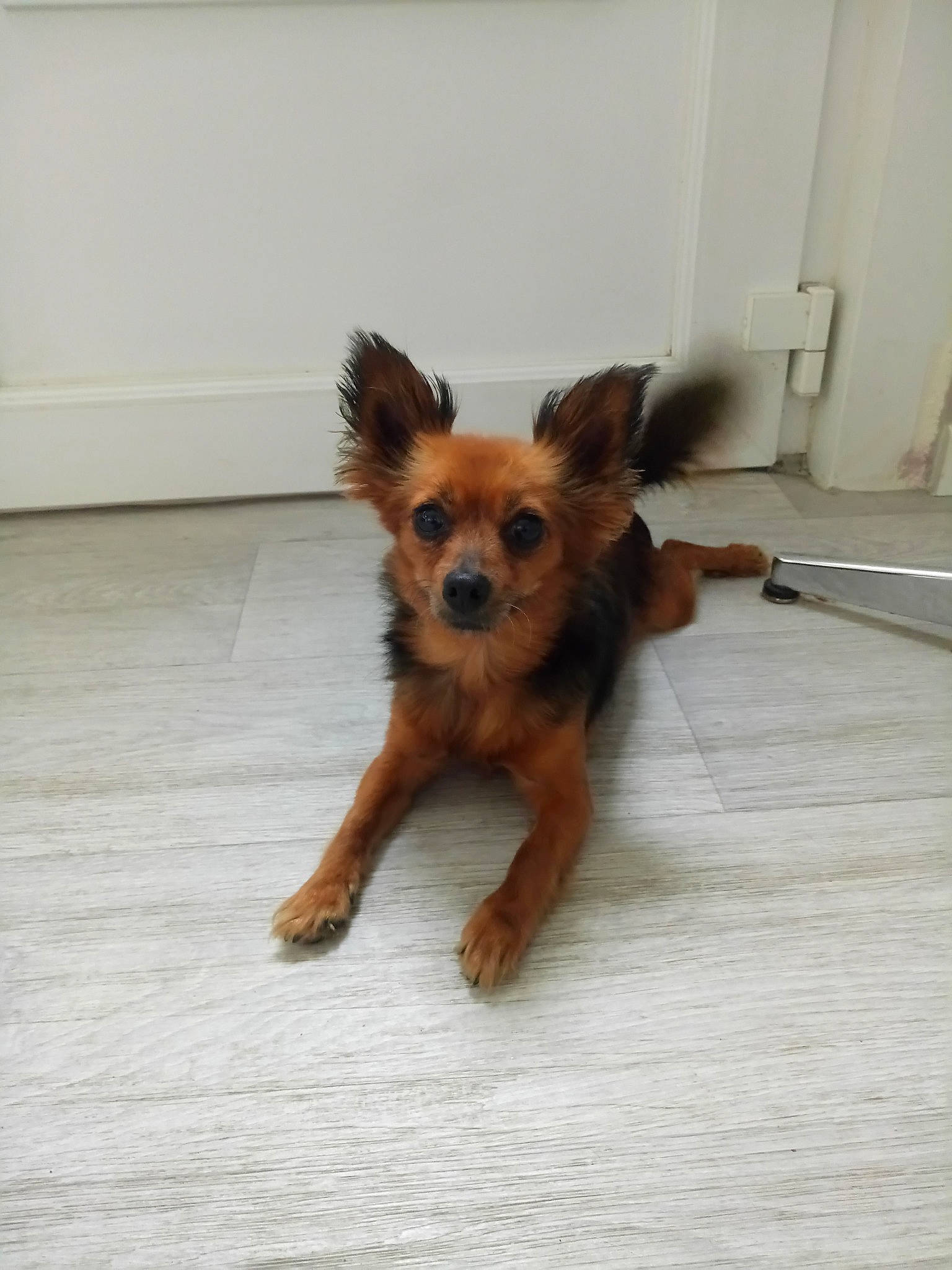 Dana a rejoint le concours — aidez-le/la à gagner de superbes lots ! canidae, carnivore, chihuahua, companion_dog, dog, dog_breed, fawn, mammal, pomeranian, puppy, rare_breed_dog, russkiy_toy, skin, small_terrier, snout, sporting_group, terrier, toy_dog, vertebrate, yorkshire_terrier