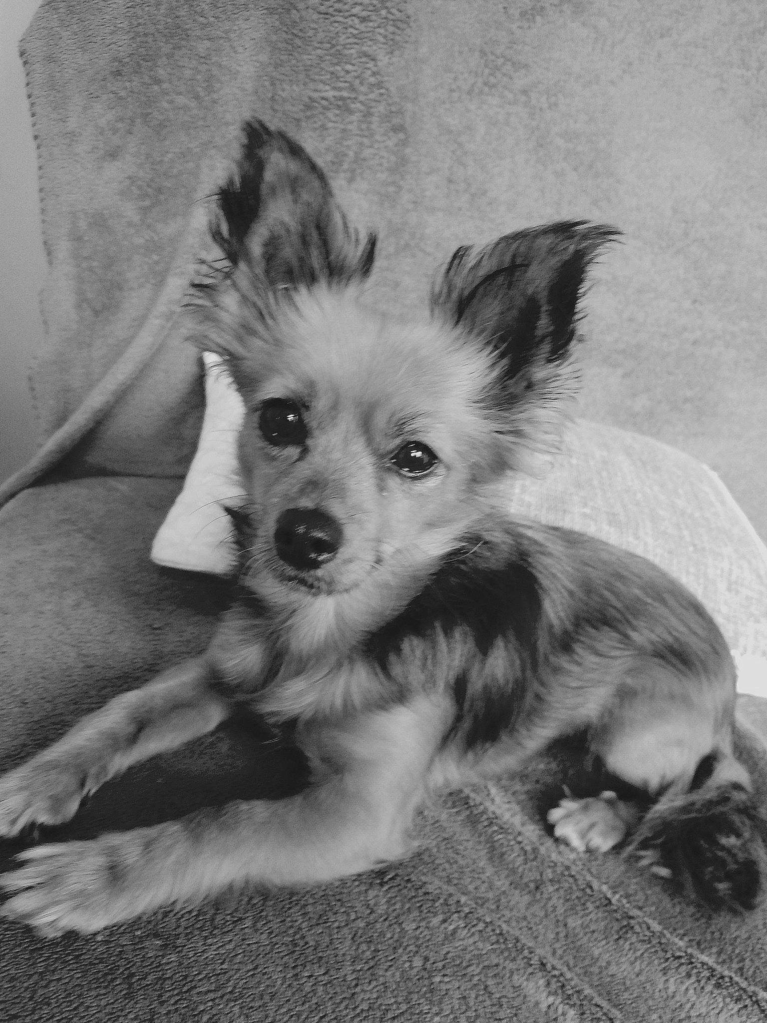 Dana participe au concours pour gagner de l'argent avec cette photo : black_and_white, canidae, carnivore, chinese_crested_dog, dog, dog_breed, mammal, monochrome, monochrome_photography, puppy, style, terrier, toy_dog, vertebrate, whiskers, yorkshire_terrier