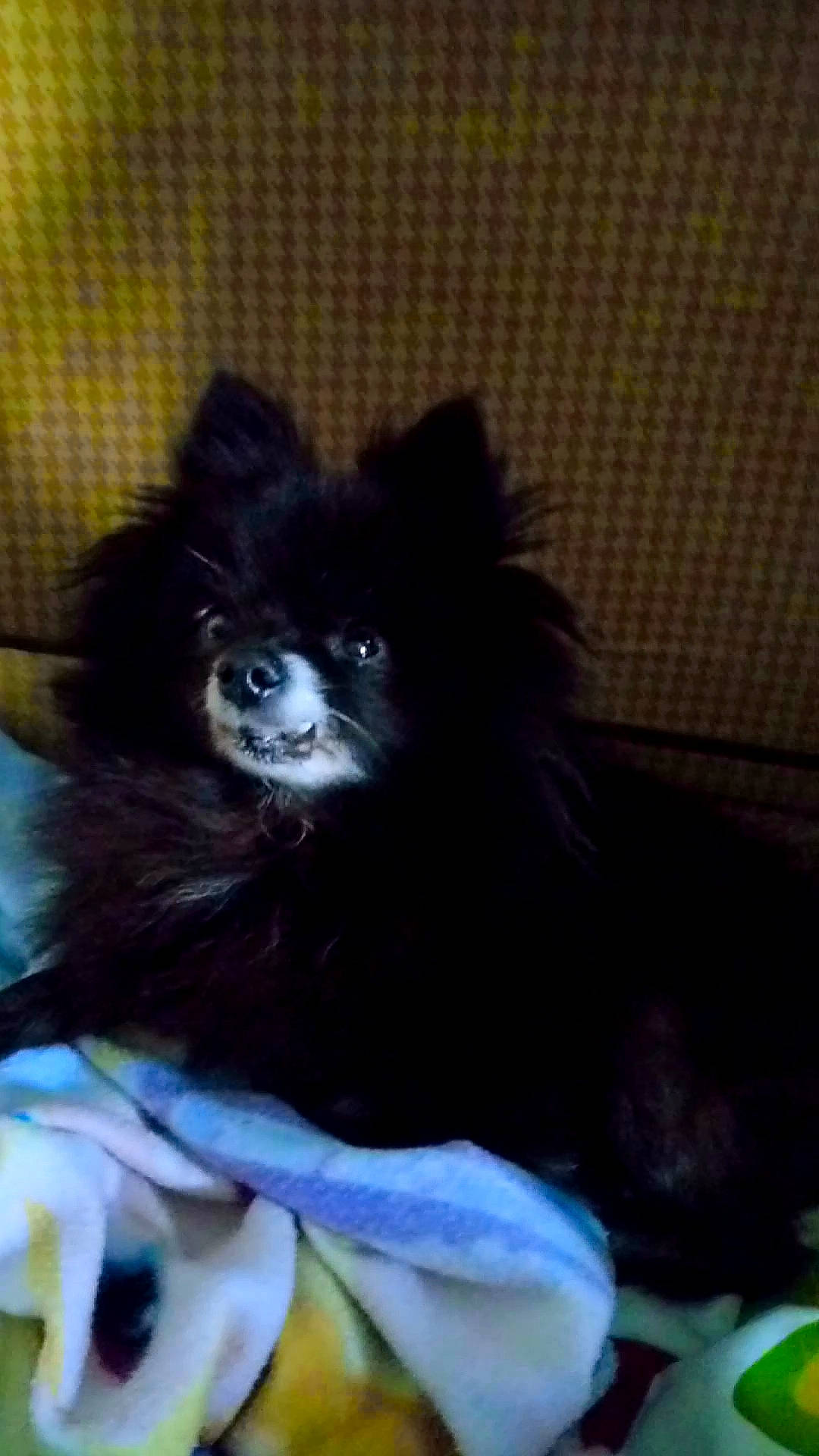 Canabis participe au concours pour gagner de l'argent avec cette photo : canidae, carnivore, companion_dog, dog, dog_breed, german_spitz_mittel, mammal, non_sporting_group, pomeranian, snout, spitz, toy_dog, vertebrate