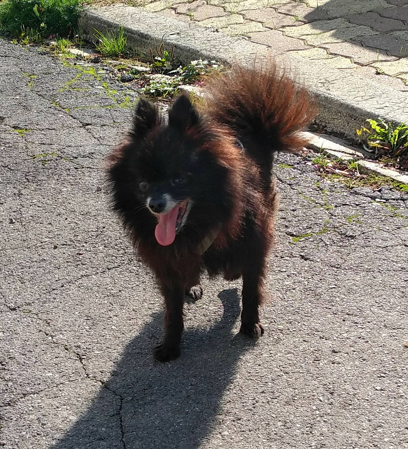 Canabis a rejoint le concours — aidez-le/la à gagner de superbes lots ! canidae, carnivore, companion_dog, dog, dog_breed, eurasier, fawn, german_spitz, german_spitz_klein, german_spitz_mittel, mammal, non_sporting_group, pomeranian, spitz, sporting_group, tail, vertebrate