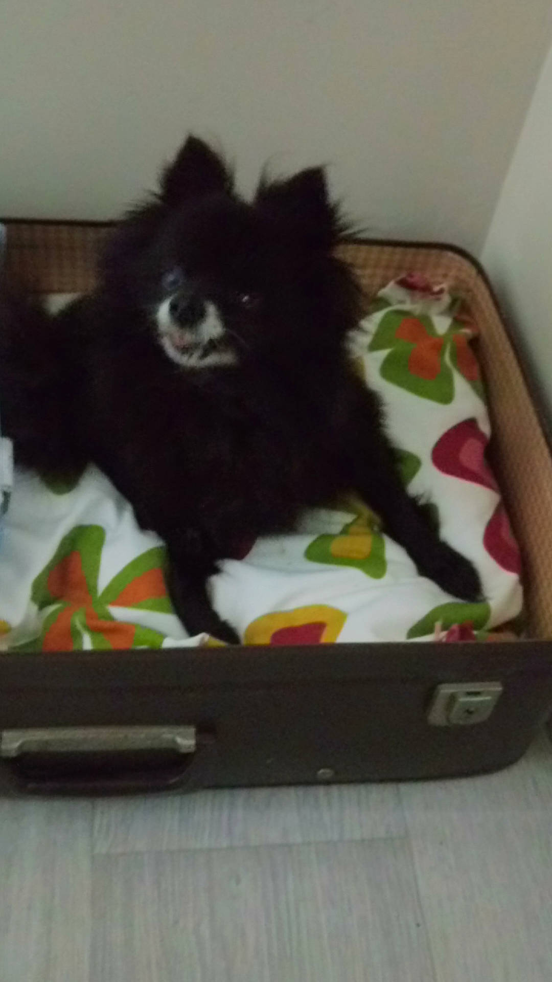 Canabis a rejoint le concours — aidez-le/la à gagner de superbes lots ! canidae, carnivore, companion_dog, dog, dog_breed, german_spitz_mittel, non_sporting_group, pomeranian, puppy, spitz, toy_dog