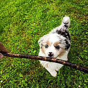 Brasco a rejoint le concours — aidez-le/la à gagner de superbes lots ! puppy, dog, grass, stick, outdoor, playful, blue_eyes, cute, fluffy, pet, animal, nature, greenery, young_dog, canine, fun, summer, small_dog, adorable, cheerful