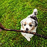 puppy, dog, grass, stick, outdoor, playful, blue_eyes, cute, fluffy, pet, animal, nature, greenery, young_dog, canine, fun, summer, small_dog, adorable, cheerful