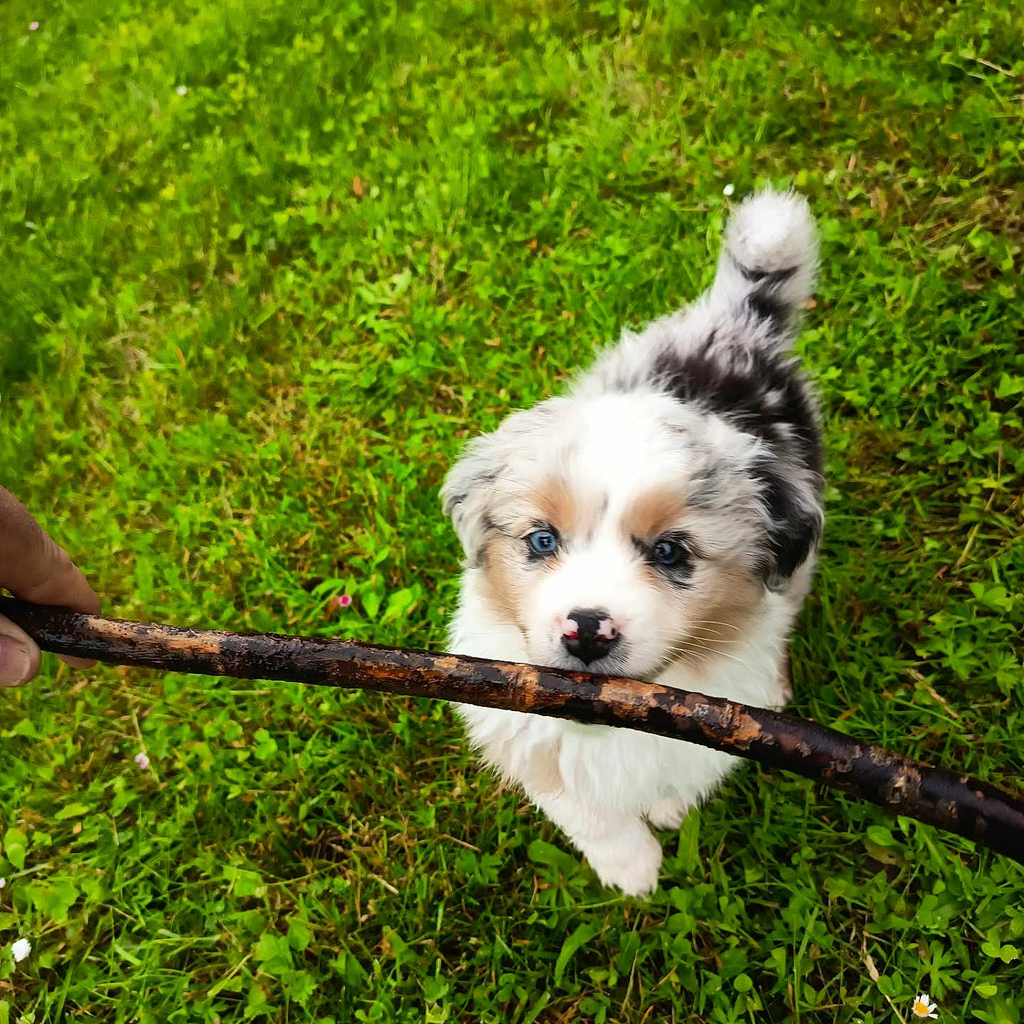 Brasco a rejoint le concours — aidez-le/la à gagner de superbes lots ! puppy, dog, grass, stick, outdoor, playful, blue_eyes, cute, fluffy, pet, animal, nature, greenery, young_dog, canine, fun, summer, small_dog, adorable, cheerful