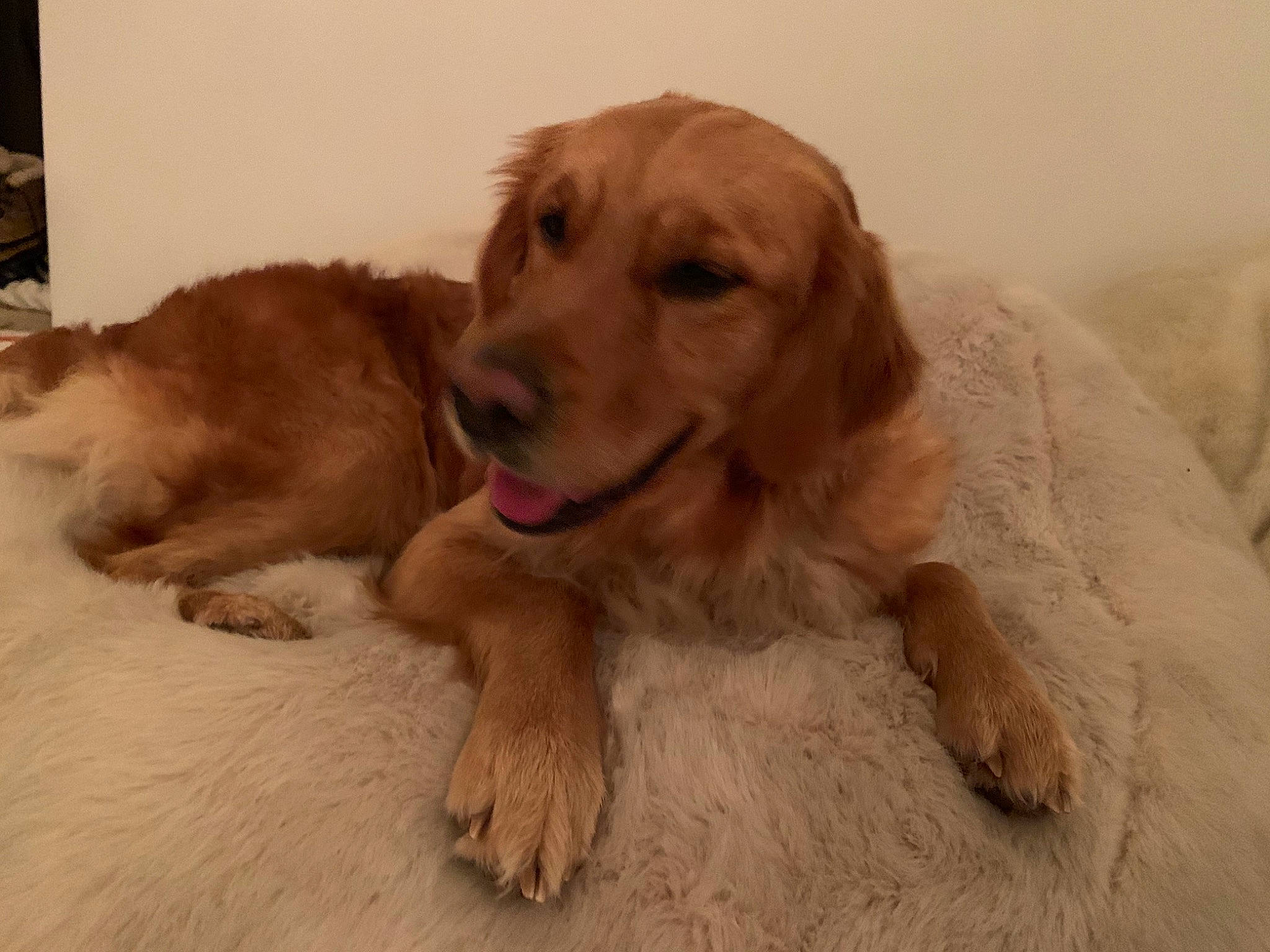 Bliss joined the competition — help win amazing prizes! beige, blond, canidae, carnivore, companion_dog, dog, dog_breed, fawn, fur, golden_retriever, gun_dog, liver, retriever, snout, sporting_group, tan, tongue, working_animal, working_dog