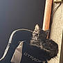 animal, bag, black, cat, comfort, cozy, cute, domestic, feline, fur, indoor, kitten, pet, resting, soft_light, texture, wall, white, wood, young