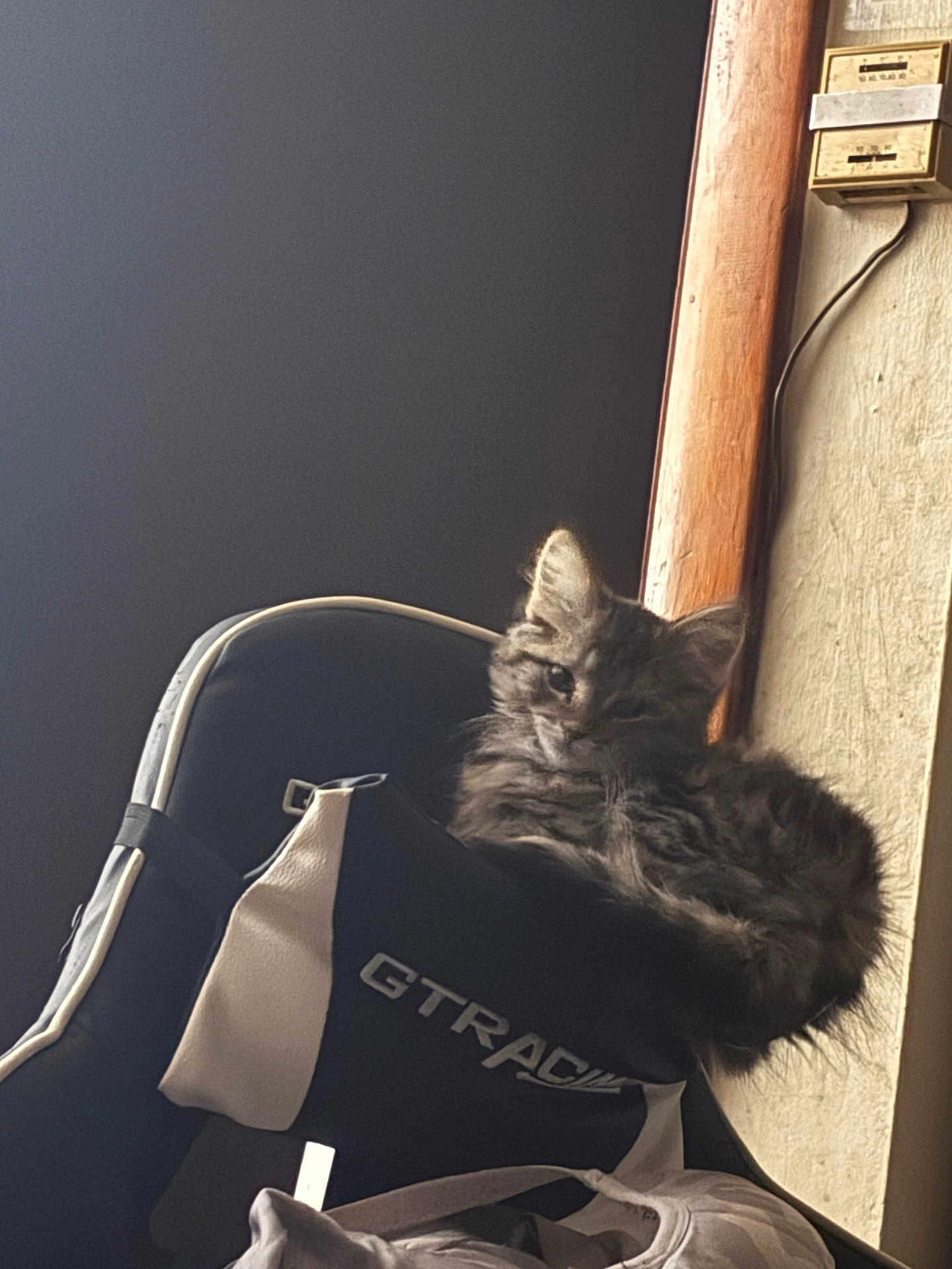 Munchkin joined the competition — help win amazing prizes! cat, kitten, bag, black, white, fur, indoor, wood, wall, pet, resting, cozy, feline, animal, cute, young, soft_light, texture, comfort, domestic