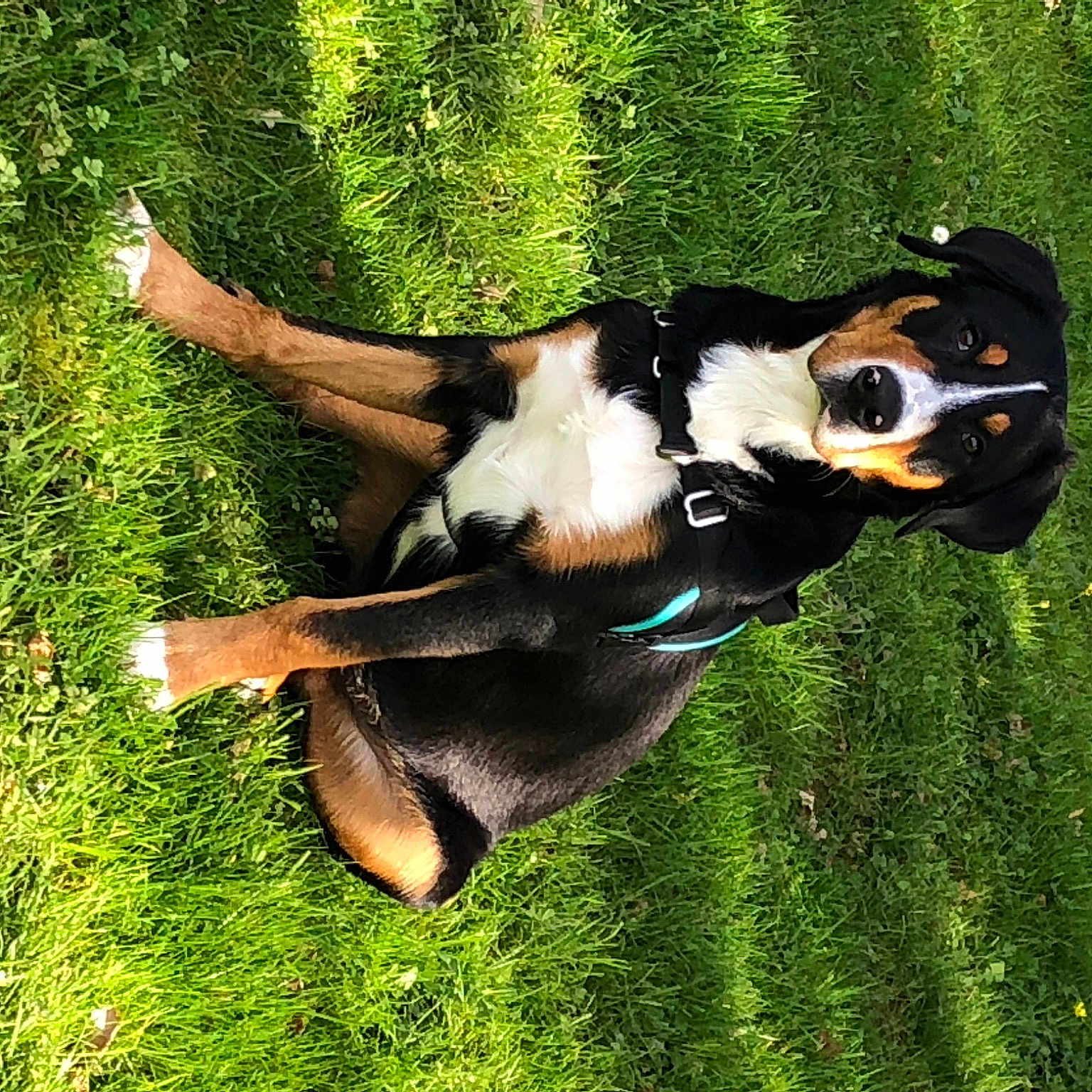 Tess