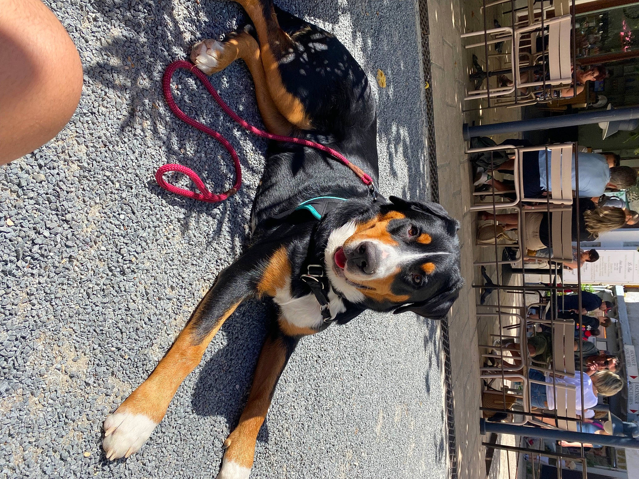 Tess a rejoint le concours — aidez-le/la à gagner de superbes lots ! asphalt, canidae, carnivore, collar, companion_dog, dog, dog_breed, dog_collar, dog_supply, eyewear, fashion_accessory, fun, guard_dog, leash, sidewalk, sporting_group, street, street_fashion, window, working_animal