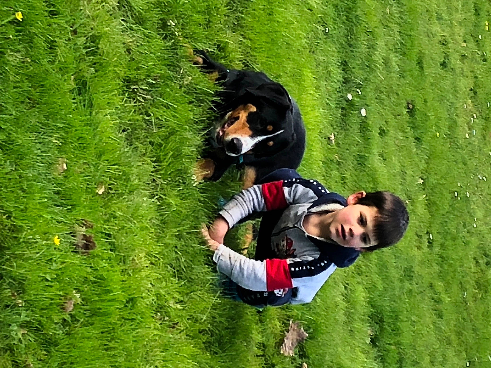 Tess a rejoint le concours — aidez-le/la à gagner de superbes lots ! botany, carnivore, companion_dog, dog, dog_breed, fun, grass, grass_family, grassland, groundcover, happy, lawn, leaf, leisure, meadow, people_in_nature, plant, recreation, terrestrial_plant, tree