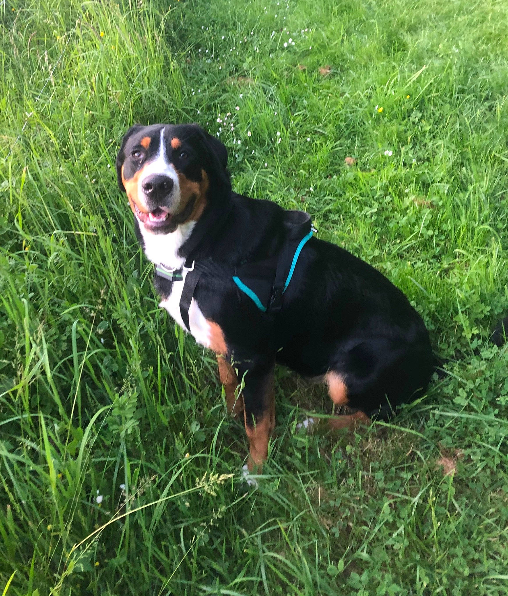 Tess a rejoint le concours — aidez-le/la à gagner de superbes lots ! bernese_mountain_dog, canidae, carnivore, collar, companion_dog, dog, dog_breed, dog_collar, grass, hound, leash, plant, puppy, scent_hound, snout, sporting_group, tail, whiskers, working_animal, working_dog