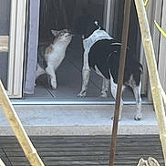 Jocker a rejoint le concours — aidez-le/la à gagner de superbes lots ! animal, black_and_white_dog, calico_cat, cat, curtain, dog, domestic, door_frame, doorway, home, indoor, interaction, nature, outdoor, pet, plant, tile_floor, touch, window, wood_floor