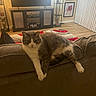 Cleo joined the competition — help win amazing prizes! cat, living_room, couch, furniture, rug, television, artwork, indoor, pet, relaxed, grey_cat, white_cat, floor, home_decor, shelf, plant, wood_floor, window_blinds, resting, house_pet
