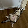 Cleo joined the competition — help win amazing prizes! cat, feline, pet, indoor, wooden_floor, relaxed, stretching, fluffy, tabby, white_paws, belly_up, home, door, baseboard, animal, cute, sleepy, lazy, fur, resting
