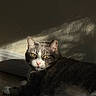 cat, feline, pet, animal, indoor, sunlight, shadow, wall, floor, resting, portrait, yellow_eyes, fur, whiskers, pink_nose, relaxed, closeup, domestic_cat, quiet, texture