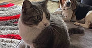 Cleo is registered to the contest to win money with this photo: cat, dog, indoor, couch, carpet, person, foot, jeans, window, sliding_door, greenery, natural_light, beagle, gray_cat, white_cat, furniture, floor, home, pet, relaxing