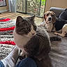 cat, dog, indoor, couch, carpet, person, foot, jeans, window, sliding_door, greenery, natural_light, beagle, gray_cat, white_cat, furniture, floor, home, pet, relaxing