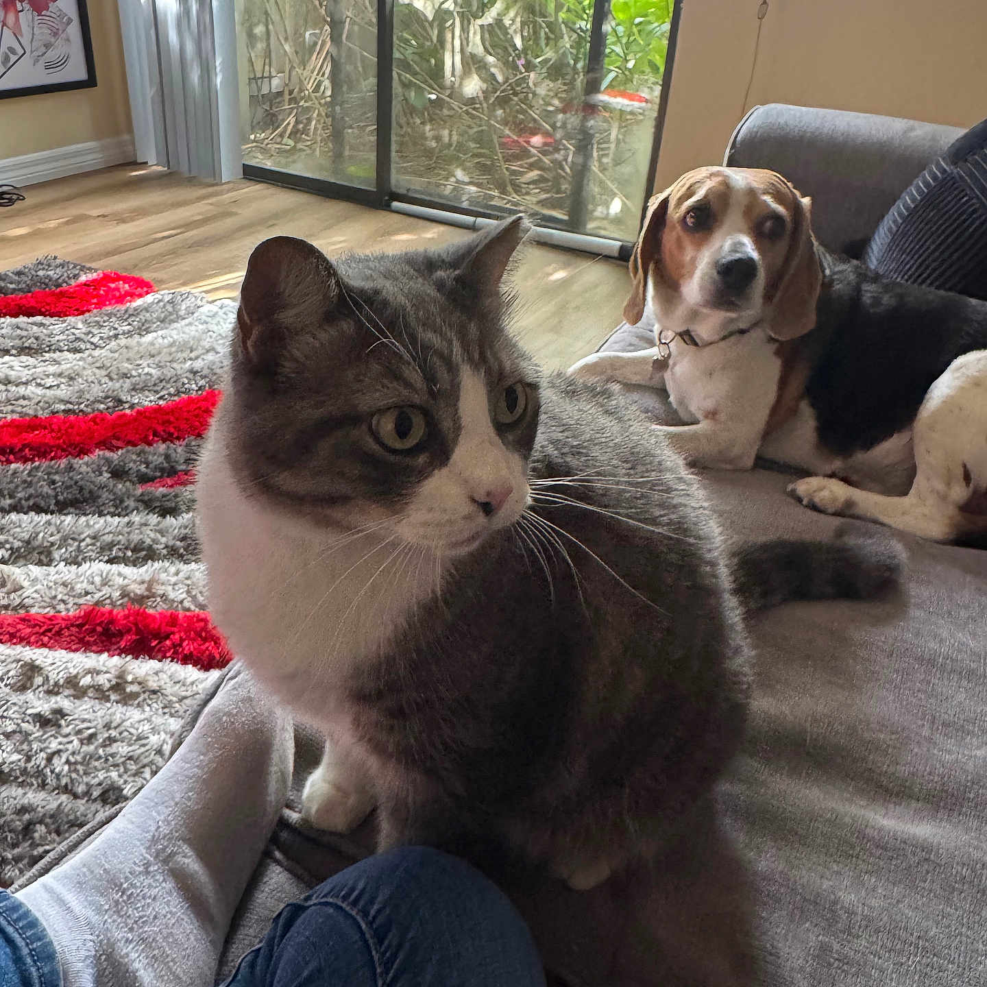 Cleo is registered to the contest to win money with this photo: cat, dog, indoor, couch, carpet, person, foot, jeans, window, sliding_door, greenery, natural_light, beagle, gray_cat, white_cat, furniture, floor, home, pet, relaxing