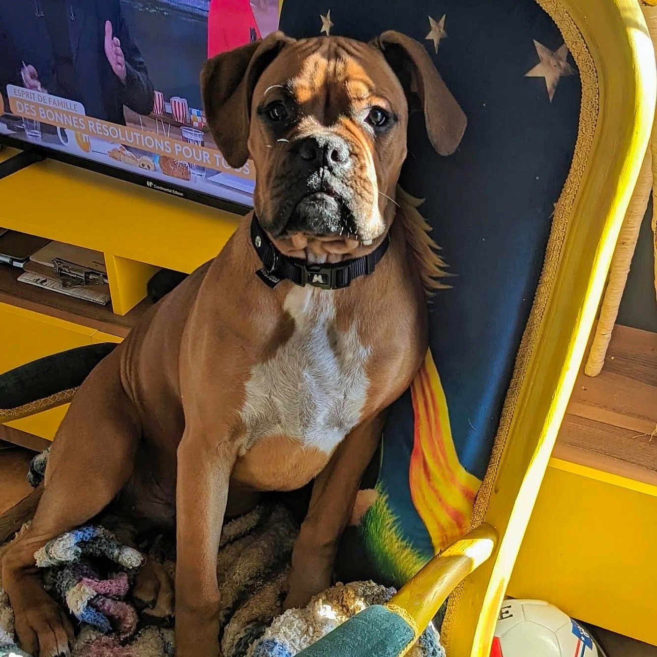 Aslan participe au concours pour gagner de l'argent avec cette photo : dog, brown_dog, chair, yellow_chair, blanket, knitted_blanket, television, people_on_tv, indoor, wooden_floor, soccer_ball, sports_equipment, face, pet, home, furniture, smiling, news, collar, decorative