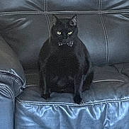Tyrion is registered to the contest to win money with this photo: black_cat, cat, pet, animal, leather_couch, furniture, indoor, bow_tie, sitting, black_fur, eyes, cute, mysterious, home, domestic_animal, relaxing, feline, portrait, one_animal, cozy